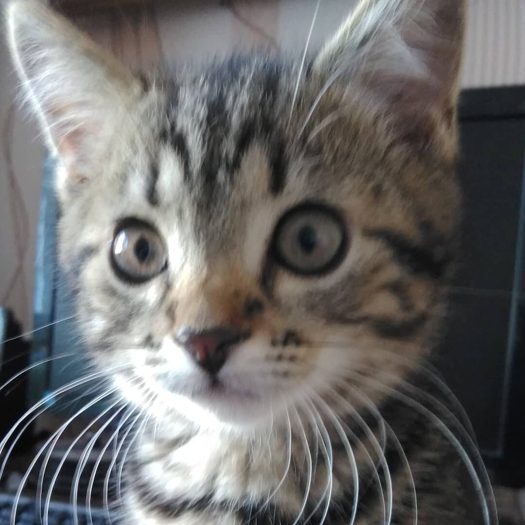 Плюше месяц. 2020 год.