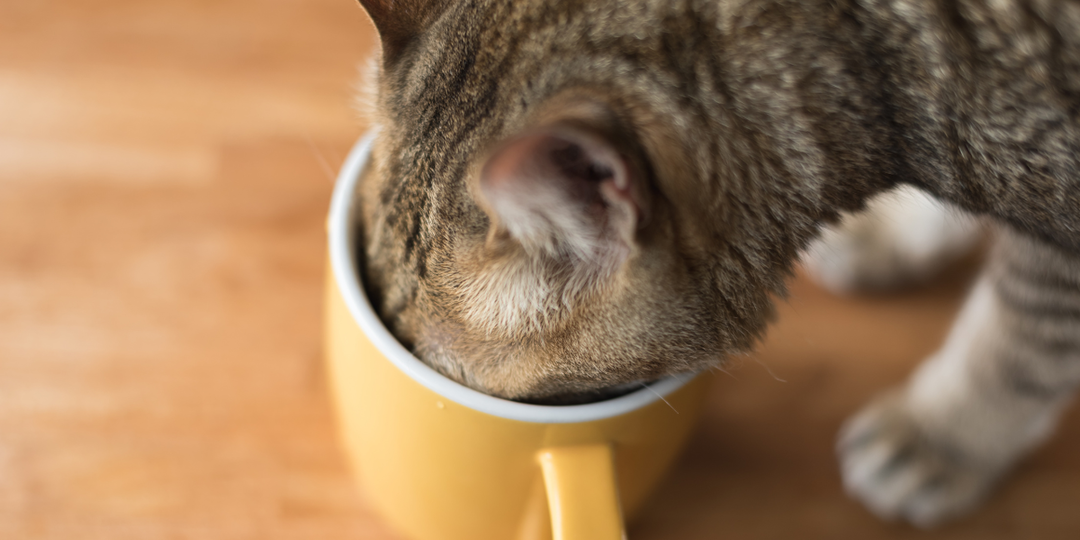 🐱Какие напитки можно давать кошке, если она не пьет воду?