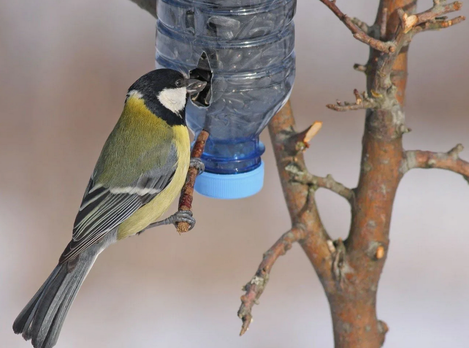 Кормушка для синичек