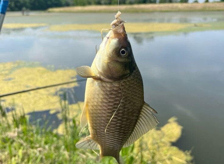 Ошибка новичков: прикормка одно, насадка другое.