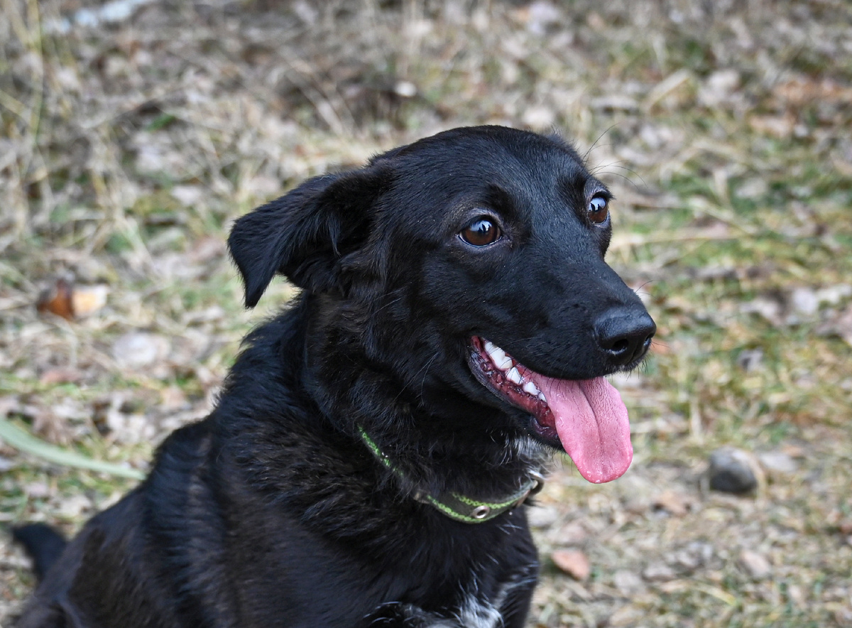 Чёрная жемчужинка.