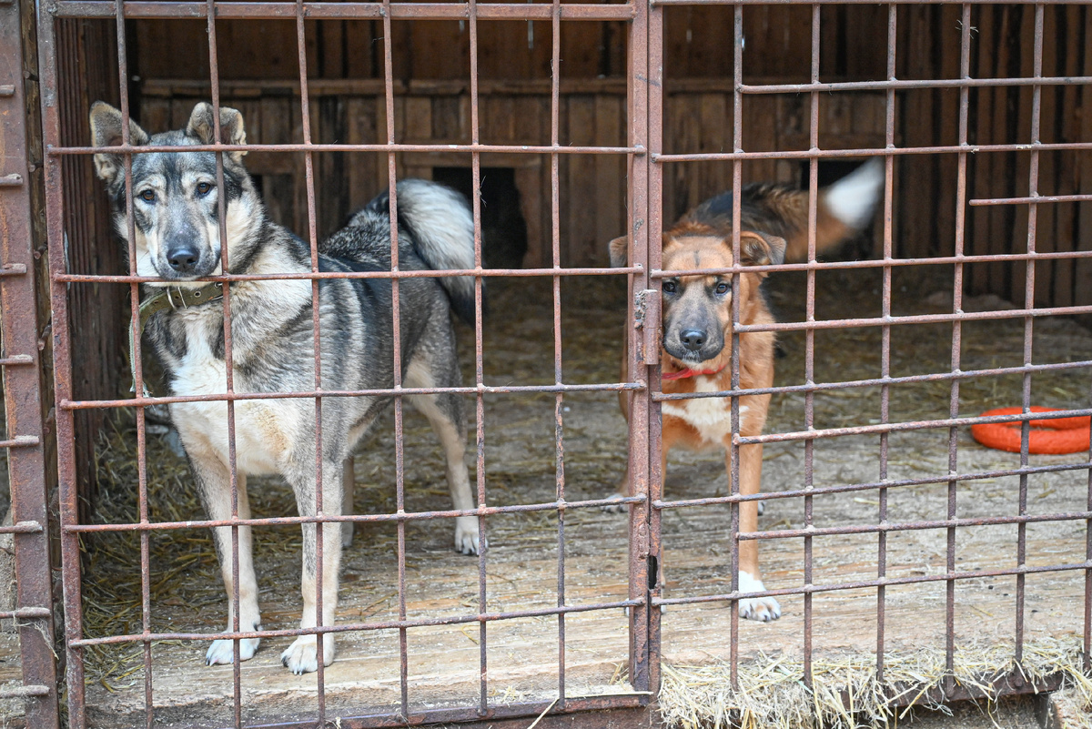 Ирма и Лэсси тоже очень ждут хозяев 