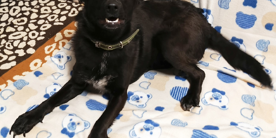 Дорогой Дедушка Мороз, меня зовут Элис, я так мечтаю о доме и хрустящих печеньках