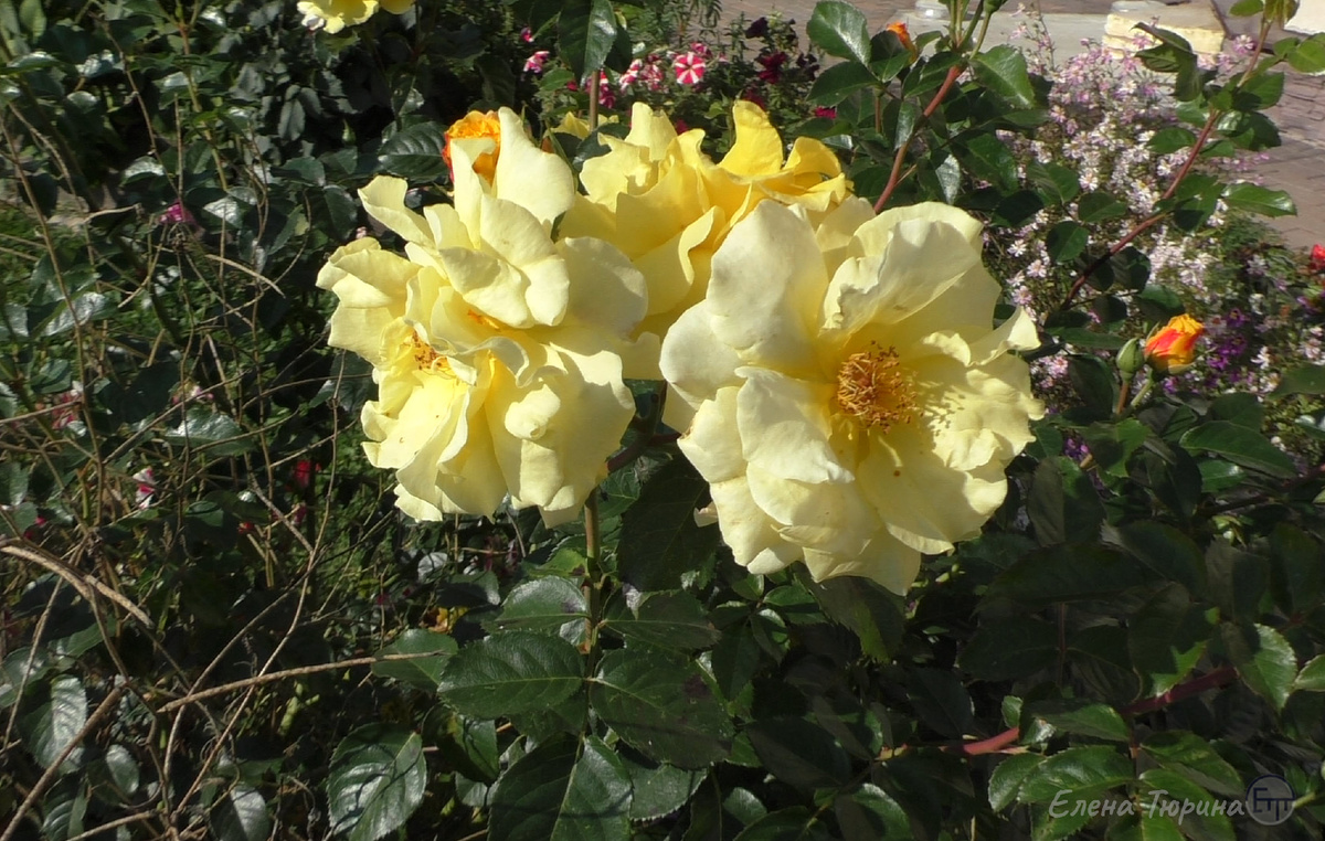 Фото: Елена Тюрина. Роза «Казино» в моем саду. 2022 г.