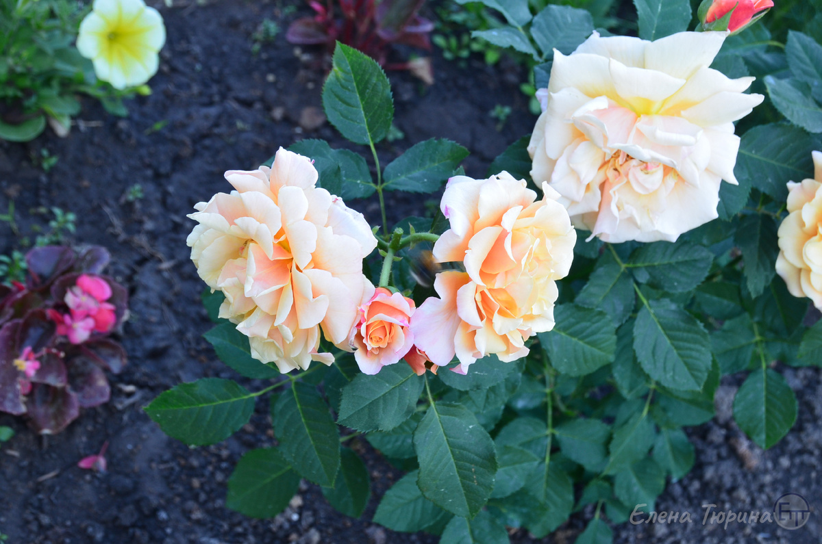 Фото: Елена Тюрина. Роза «Карамелла» в моем саду. 2024 г.