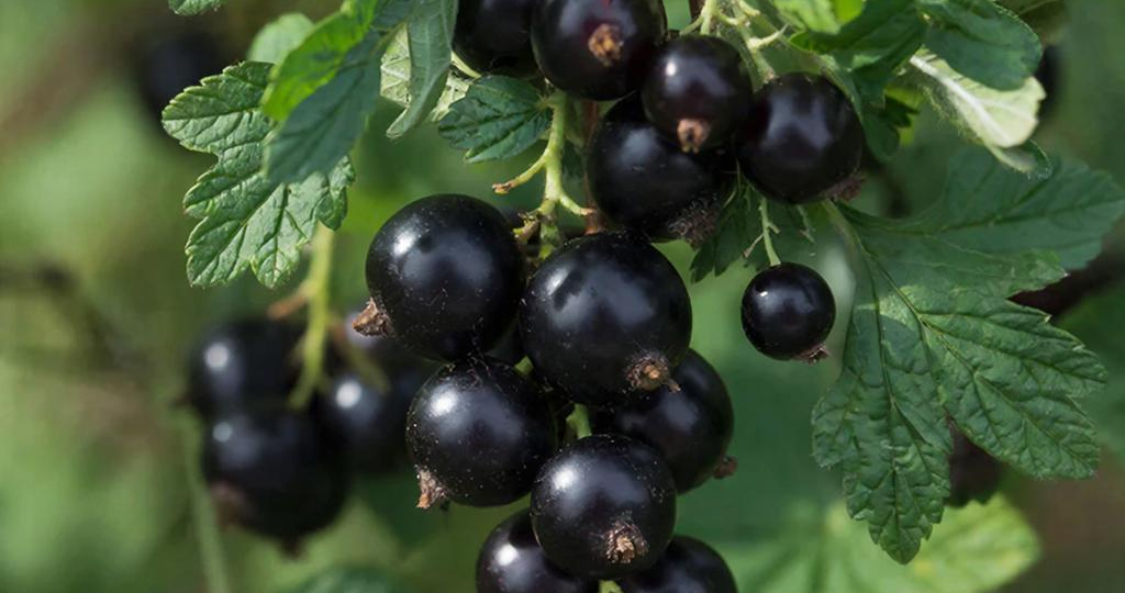 Коварный листовертка и вездесущая тля: почему скручиваются листья у смородины