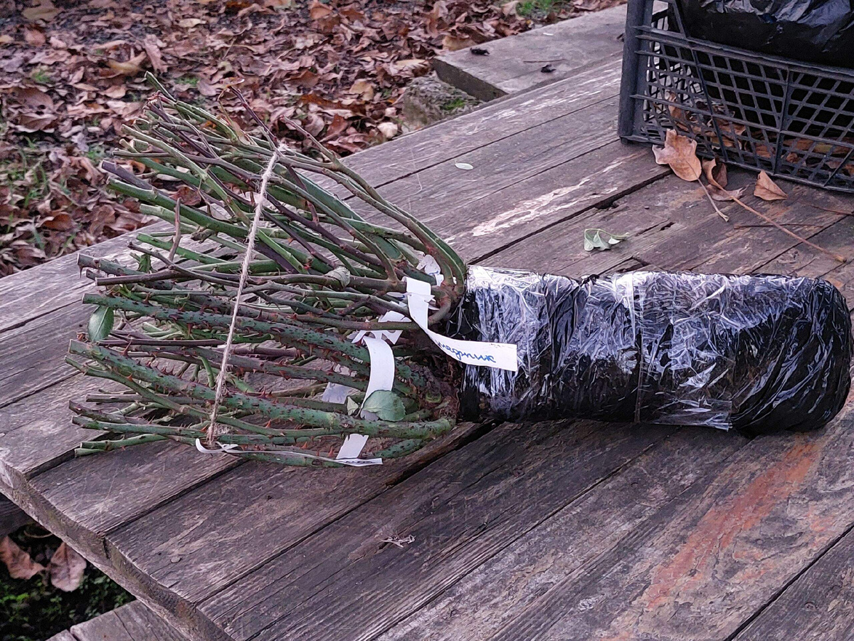 отличные саженцы и  упаковка тоже !