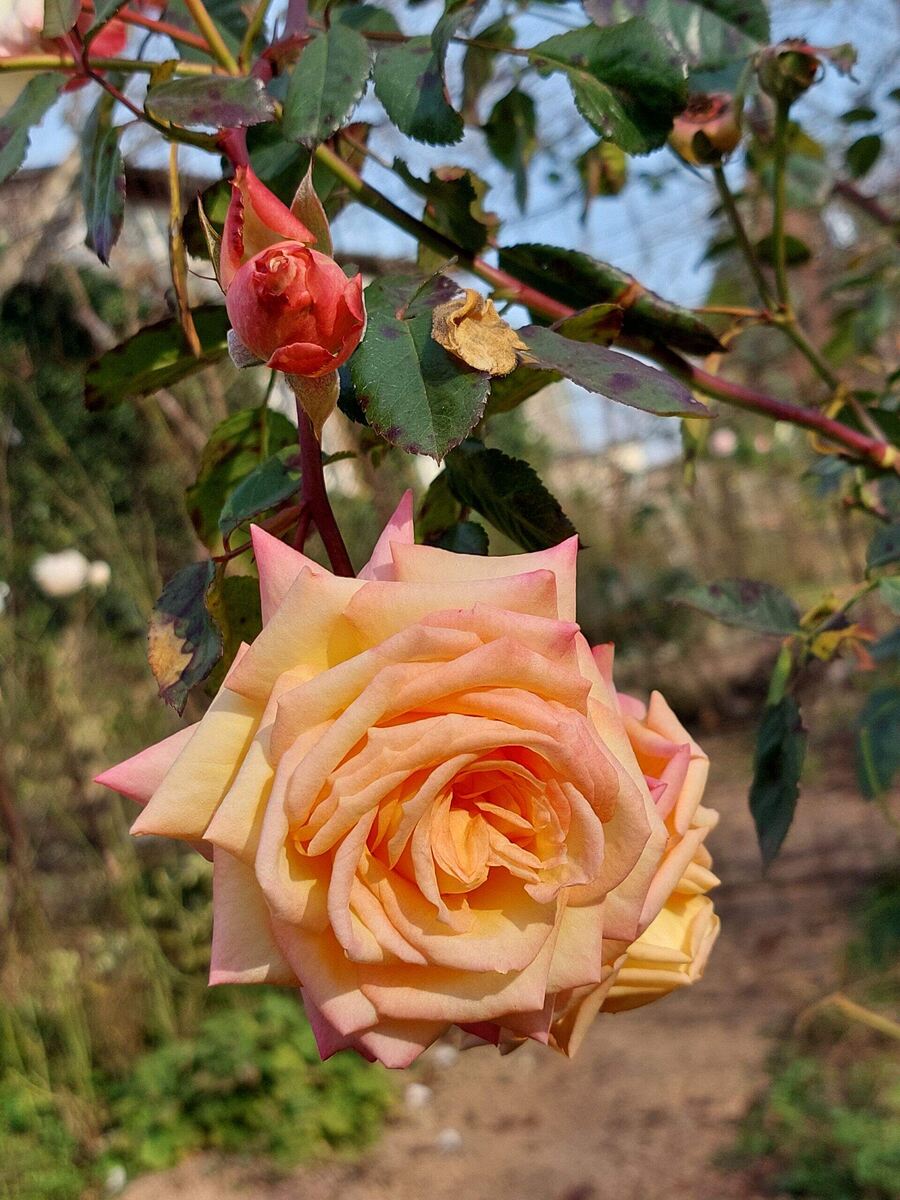 Барок — плетистая роза