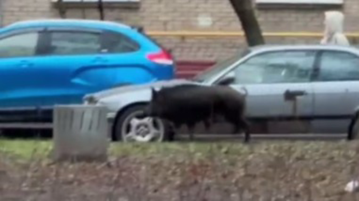    Фото: Скриншот видео / Агентство Москва / Telegram