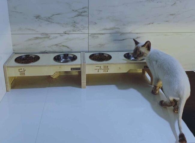 фото из соц.сети - на мисках имена кошек - Луна и Облако