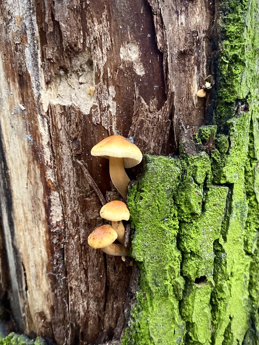 Ноябрьские грибочки в нашем Подмосковье ❤️