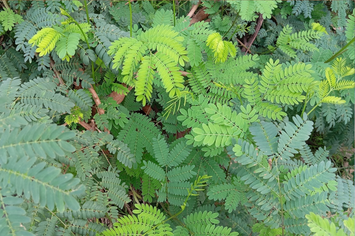    Листья альбиции. Фото: Luh Kompiang / Shutterstock / Fotodom