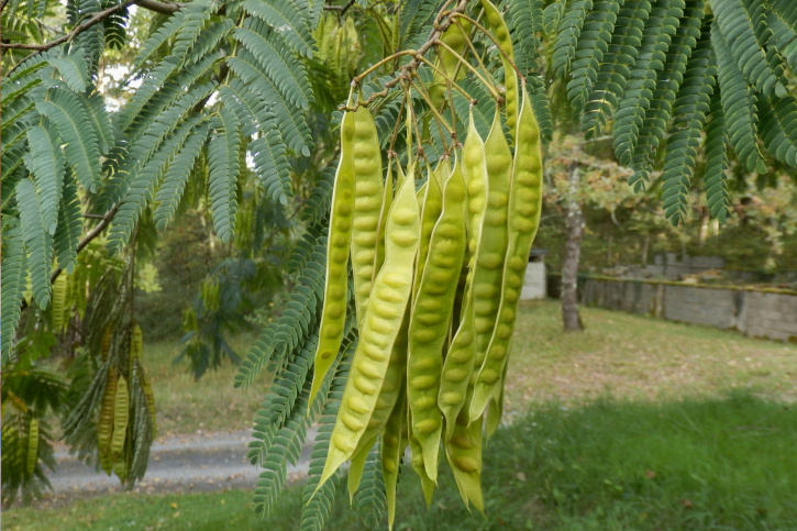    Плоды альбиции. Фото: Stephen Farhall / Shutterstock / Fotodom