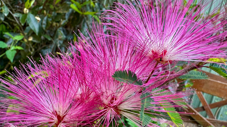 Альбиция. Фото: Tin-Kong / Shutterstock / Fotodom
