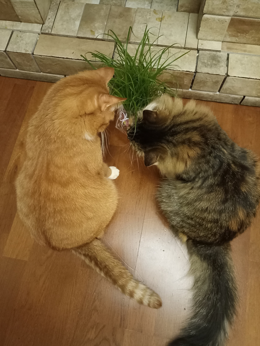 Из хорошего накануне успела только очередную пальму котам купить. Хоть их порадовала)) 