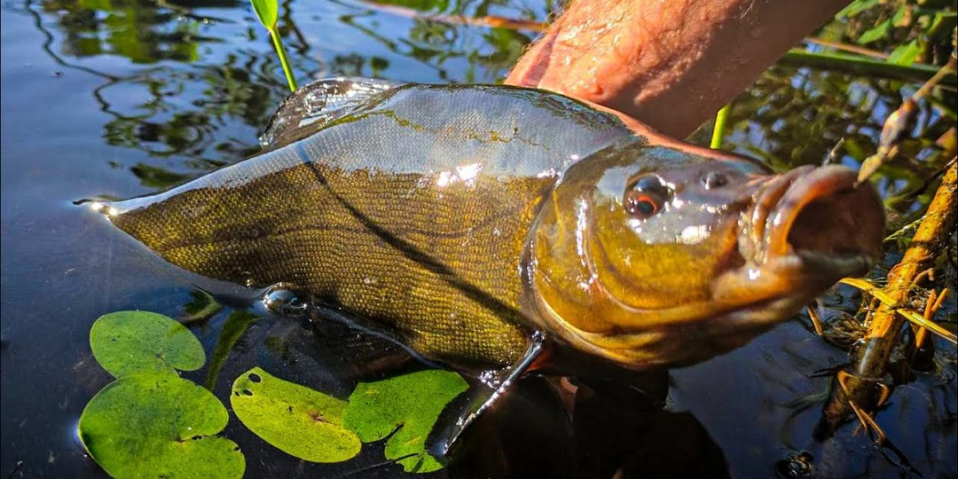 Сырная стратегия: как превратить случайные поклевки линя в стабильный улов