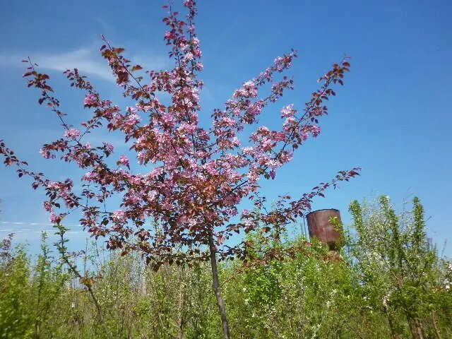 ГФ антоциановой ранетки (Я.Недзвецкого х Сибирская яблоня)