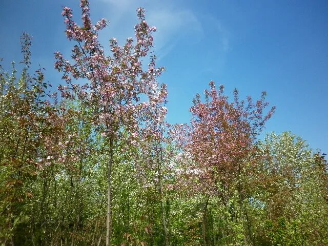 ГФ антоциановой ранетки (Я.Недзвецкого х Сибирская яблоня)