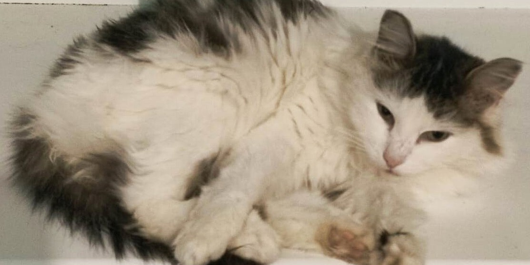 Вам не жалко лайка зимой для котика? У нас каждый день — День кота. А вы можете помочь?