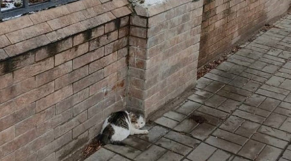 В Твери волонтеры спасают замерзавшую в заборе Фортуну