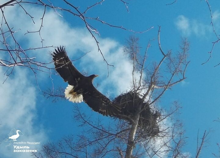    Фото:ФГБУ «Заповедное Приамурье»