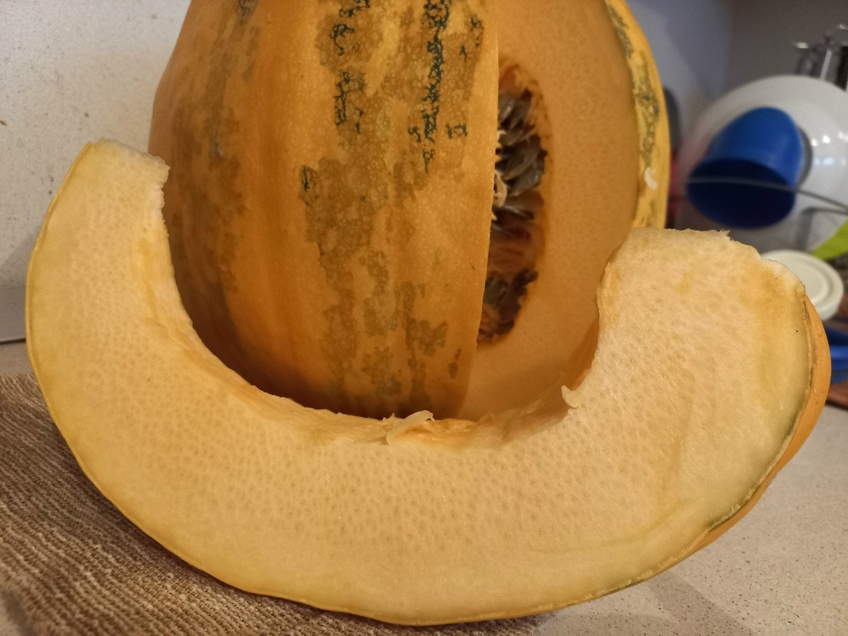 Тыква голосемянная, урожай 2025 фото автора. 24.11.2025 г.