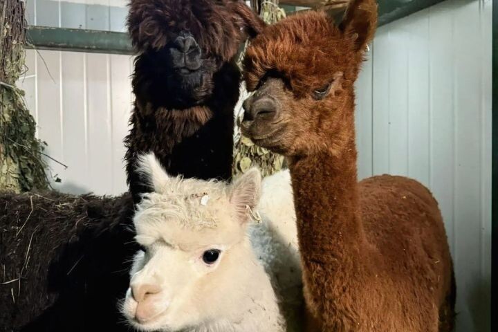    Фото:пресс-служба зоосада «Приамурский»