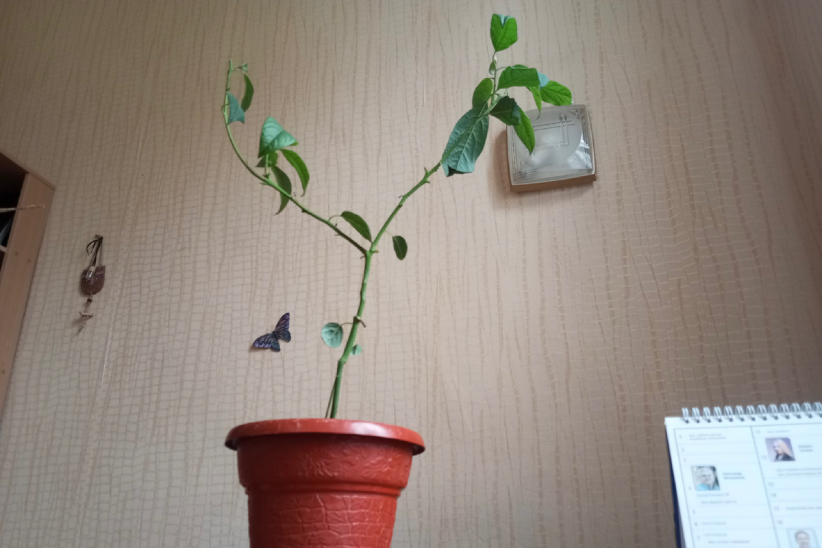 Поставьте авокадо в светлое место, но без прямых, палящих лучей. Фото Виолетты ГАВРИЛЕНКО.