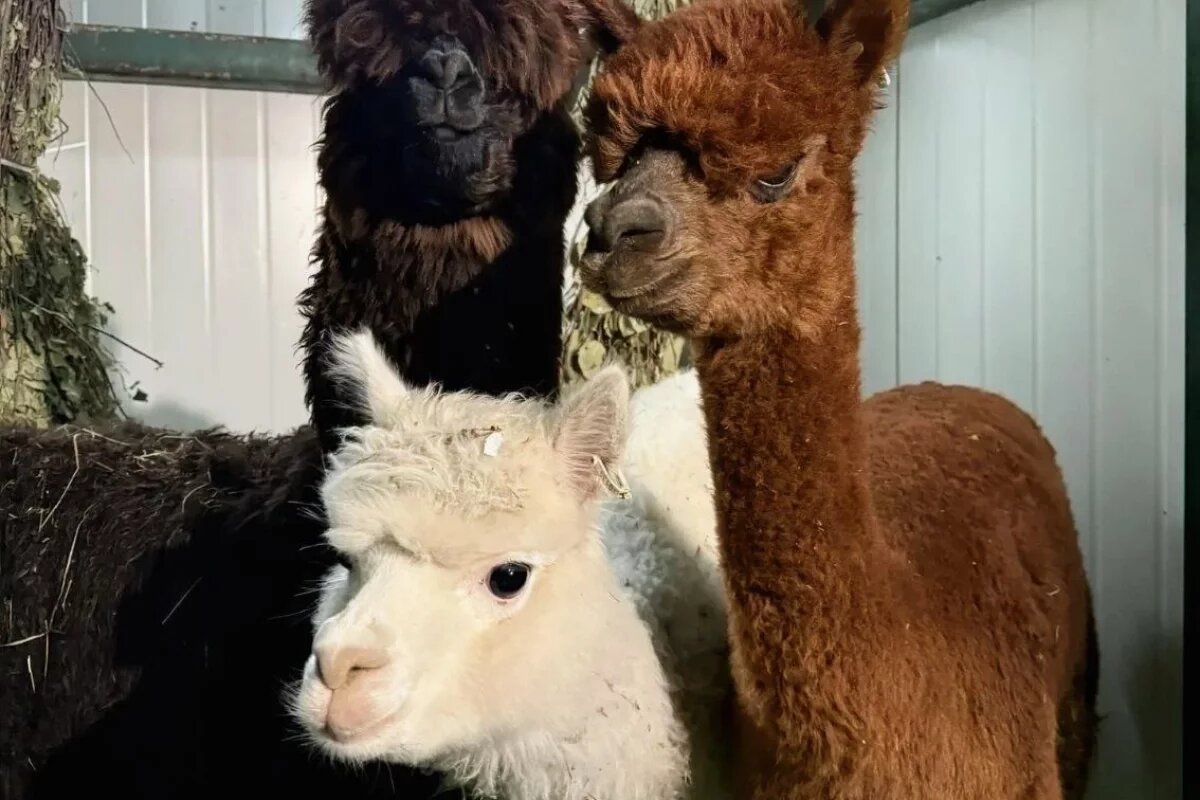    Три альпаки из Чили прибыли в хабаровский зоосад