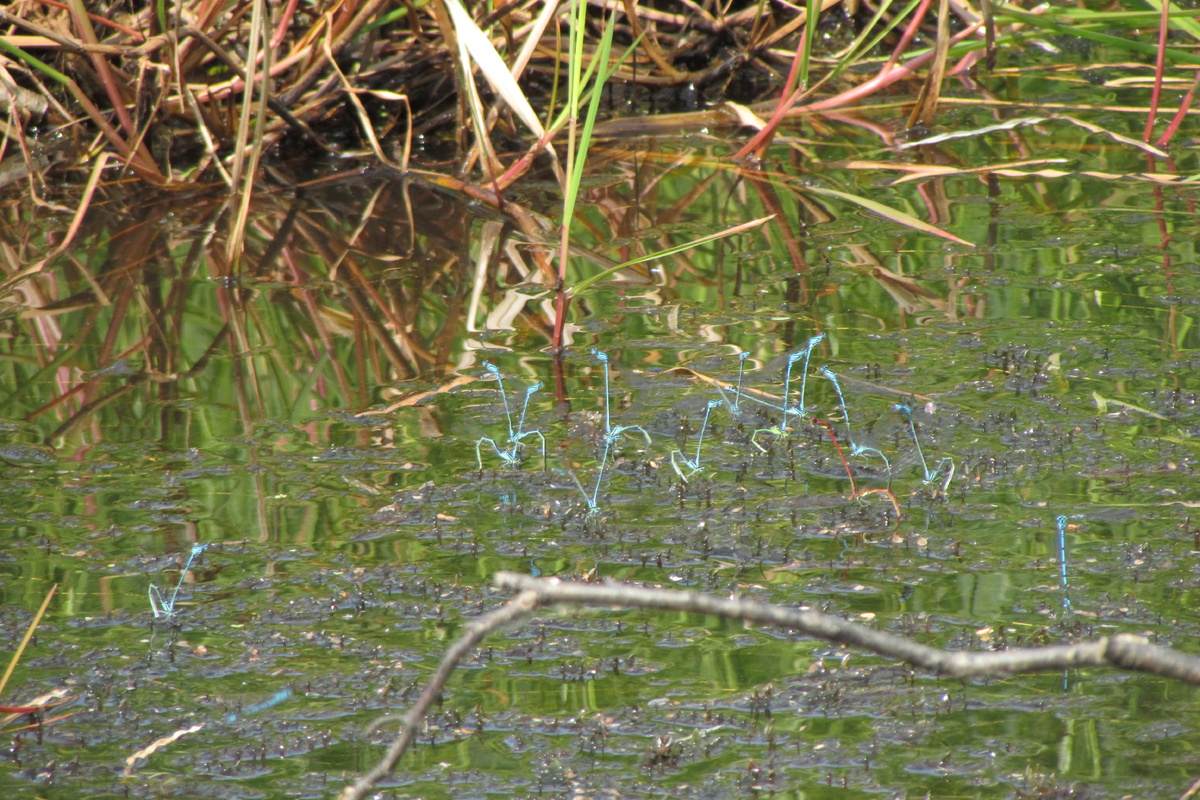 Откладка яиц с копьеносками. Беково. 14.06.23