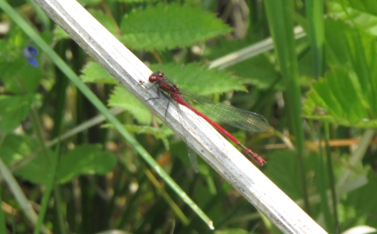 Самец. Беково. 14.06.23