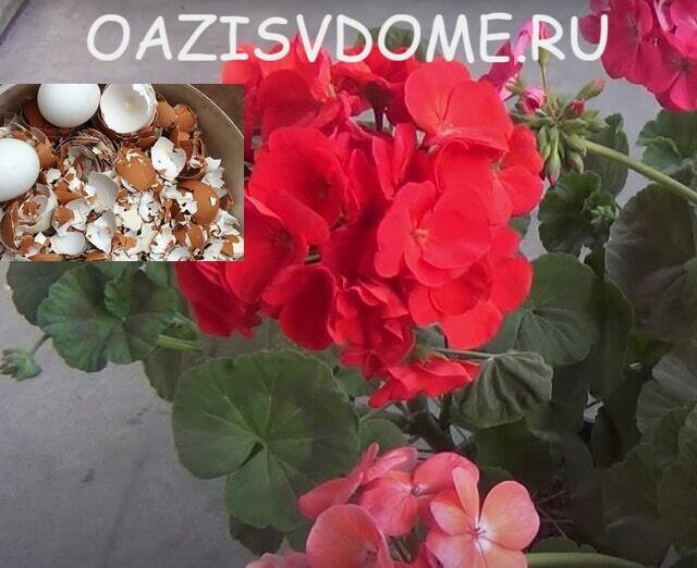 Как использовать яичную скорлупу как удобрение для комнатных растений пошагово
