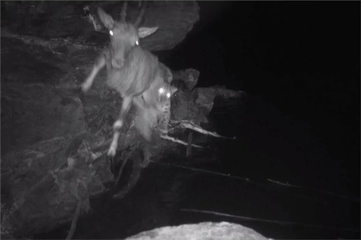    Снежный барс потерпел неудачу, охотясь на горного козла в заповеднике