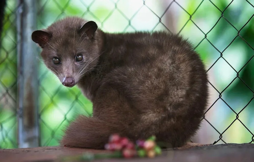 Внешне циветта напоминает дикую кошку, но с более короткими лапами и грубоватой шерстью серо-коричневых оттенков с размытыми пятнами