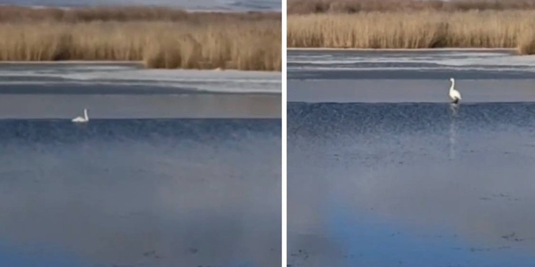 Жители Бурятии просят спасти лебедя, попавшего в ледяную ловушку на Цайдамских озерах