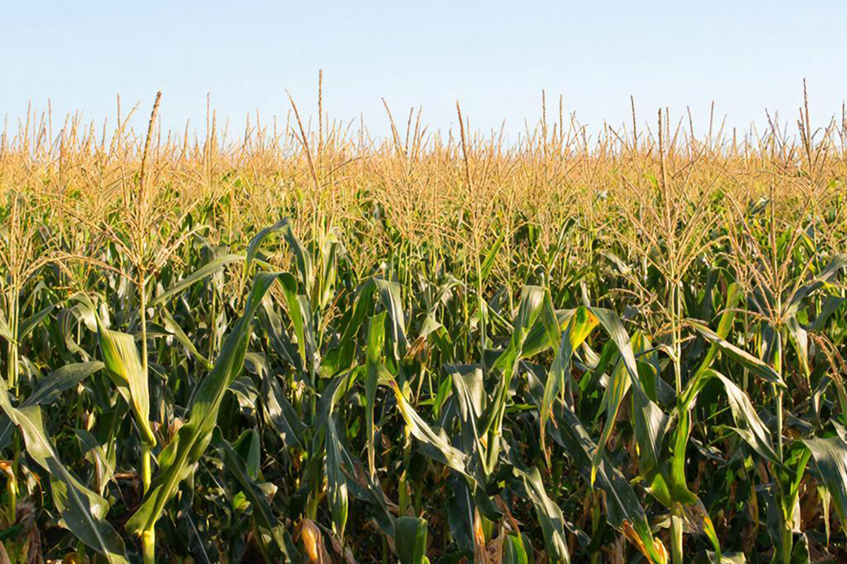 В текущем году объем импорта кукурузы в Китай составил 930 000 тонн.  Фото: Изображение сгенерировано с помощью ИИ / Екатерина Аблицова