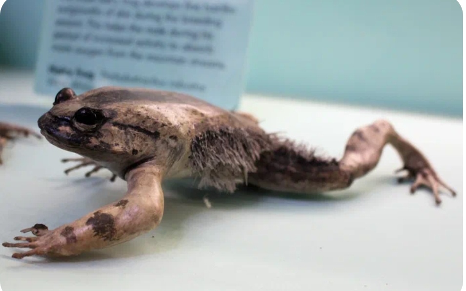 Источник Wikimedia Commons