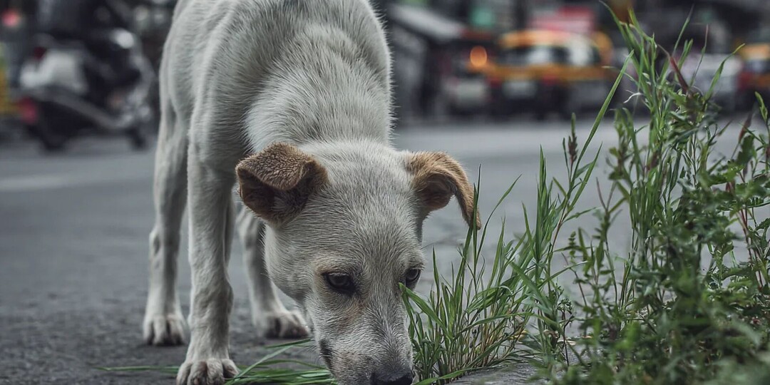 Собака ест траву на улице — это нормально или пора к ветеринару? Кинологи объяснили, когда бить тревогу