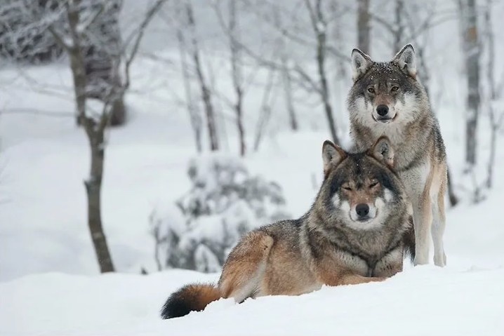 Фото: Волк и волчица