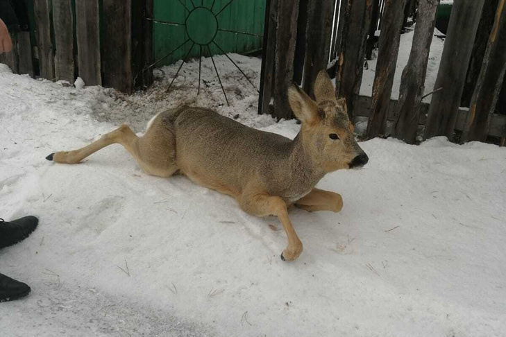    Фото аварийно-спасательной службы НСО