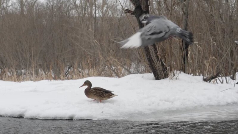     Одинокая утка в Юбилейном парке. altapress.ru
