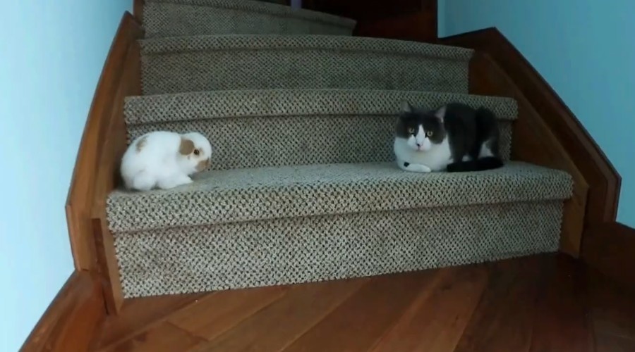 У кролика хорошие взаимоотношения с нашими кошками.