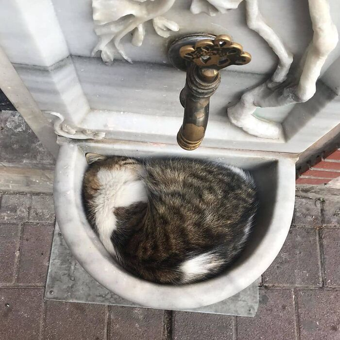 Источник: Istanbul Cats