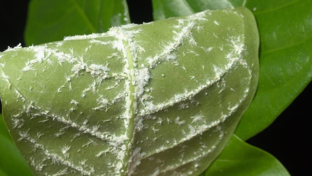 Мучнистый червец на внутренней поверхности листа. Источник фото: https://www.gastrolabweb.com