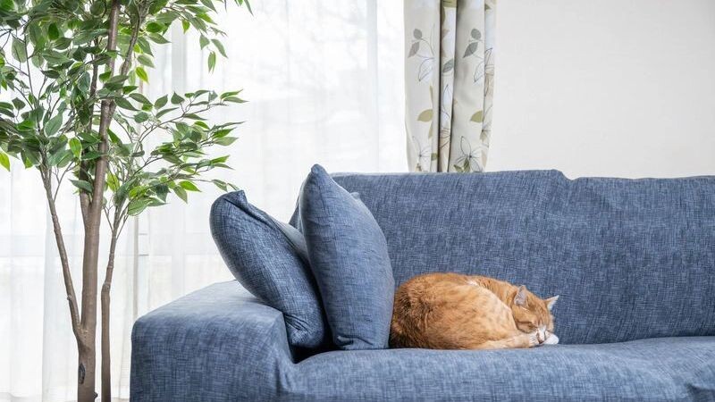    Фото: makotomo/Shutterstock/Fotodom