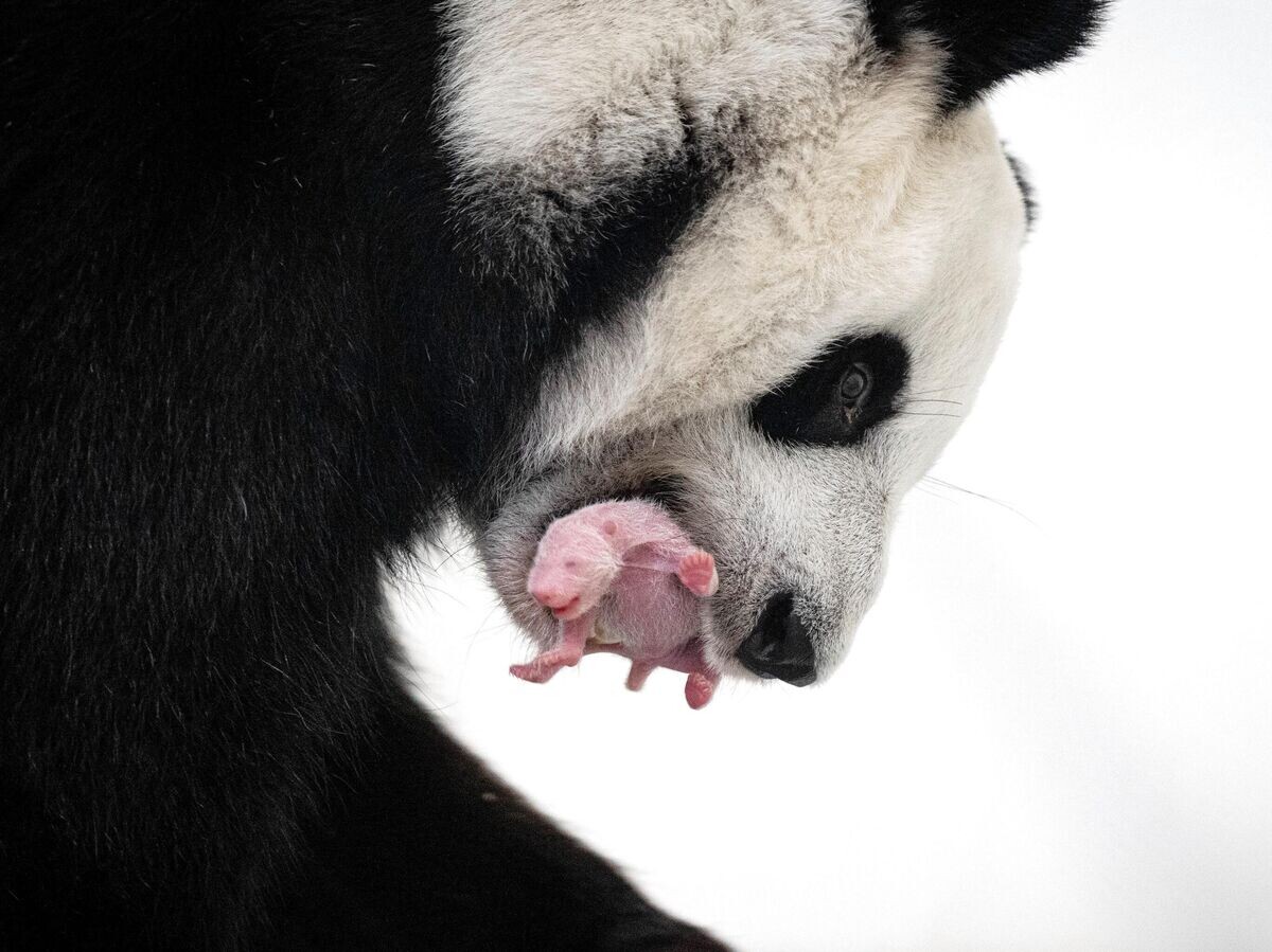    Панда с детёнышем в Московском зоопарке© РИА Новости / Пресс-служба Московского зоопарка