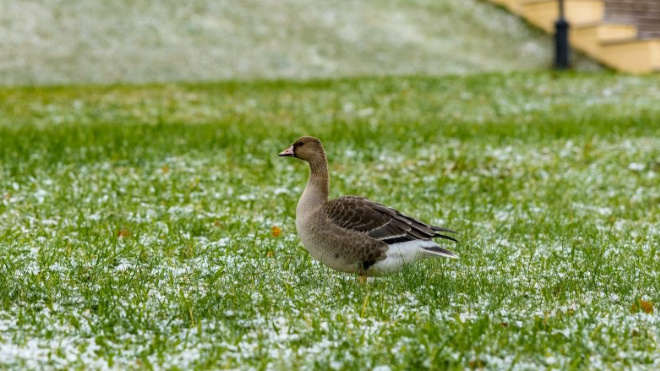 Фото: Сотрудники парка Монрепо