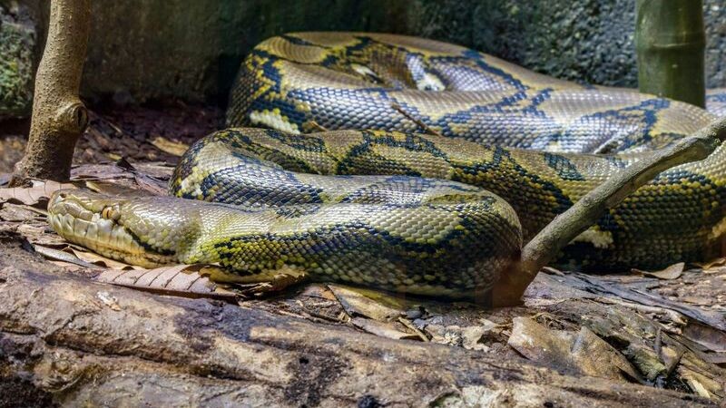    Фото: Danny Ye/Shutterstock/Fotodom