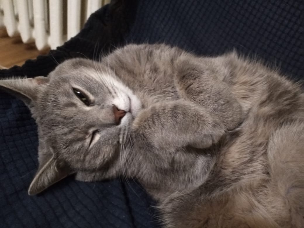 Держит себя в лапках