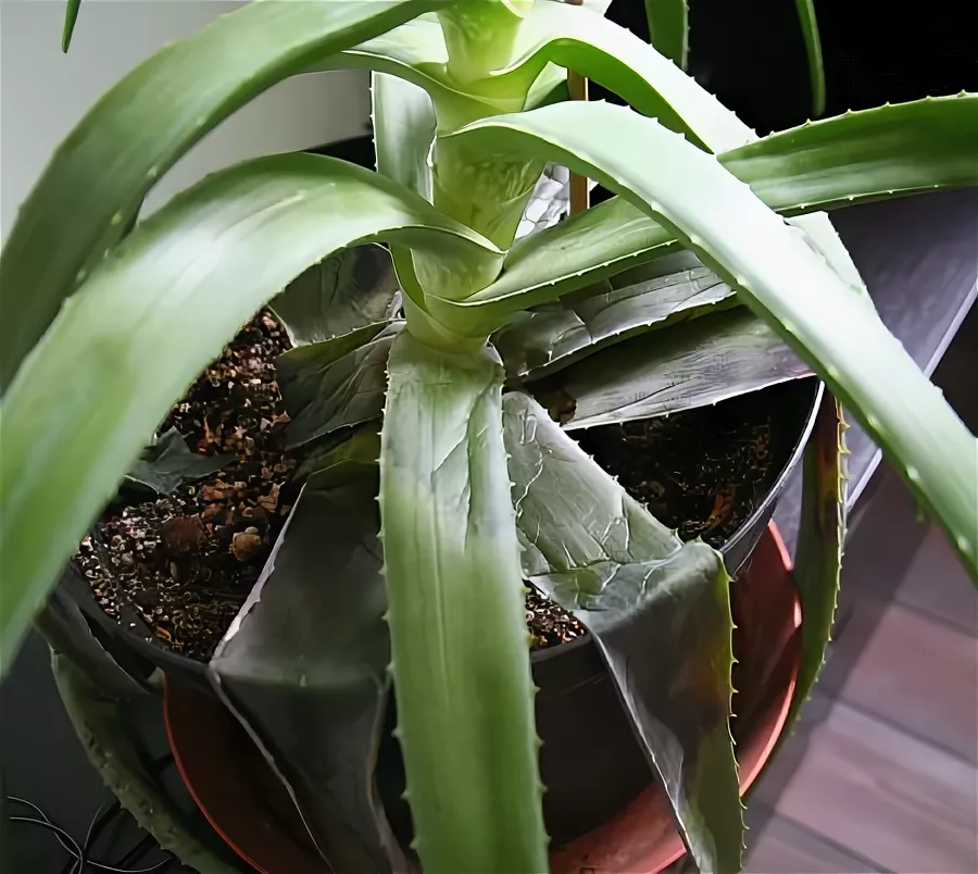 Поникшие листья Алоэ. Источник фото: https://avatars.mds.yandex.net